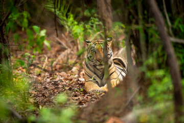 Fototapeta premium wild male bengal tiger or panthera tigris shy in nature camouflage with eye contact trying to hide behind bushes and trees in safari at bandhavgarh national park forest reserve madhya pradesh india
