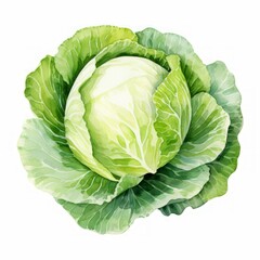 Fototapeta premium cabbage watercolor 