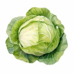 cabbage watercolor
