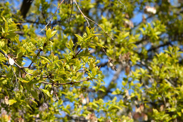 Amur maple tree