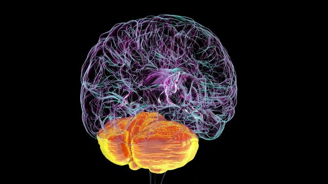 3D animation showing the anatomical structure of the human brain with highlighted cerebellum rotating through 360 degrees.