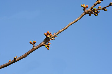 Sweet cherry branch with buds