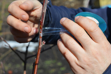Gardener grafting apple tree with grafting tape close up. A gardener grafts a fruit tree by split grafting in spring.