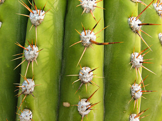 Close-up of the vertical ribs of a cactus with the spines that arise from the areoles.