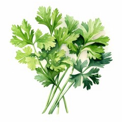 watercolor parsley