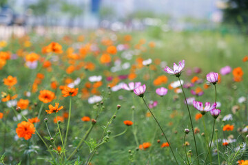 on a blooming street