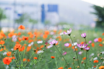 on a blooming street