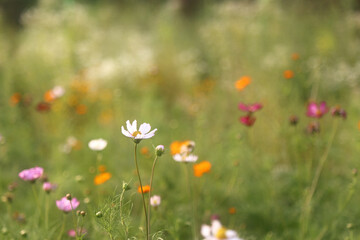 Fototapeta premium on a blooming street