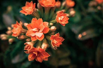 Obraz premium Vibrant Close-Up Shot of a Tropical Orange Flower in Full Bloom