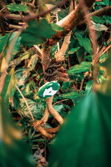 Tropical butterfly among green vegetation
