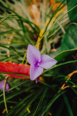 purple and orange flower closeup