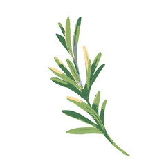 Watercolor acrylic gouache hand drawn kitchen herb rosemary. Botanical food ingredient painted isolated vector illustration