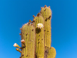 Giant Latin American cactus or cardón, with its white spring flowers.