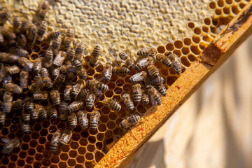 Working bees on the brown honeycomb with sweet honey..