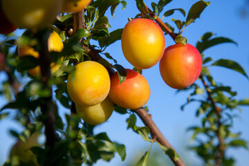 Ripe cherry plum berries in the garden on a tree. Growing cherry plums in a orchard..