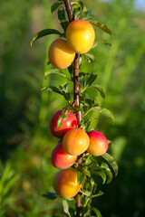Ripe cherry plum berries in the garden on a tree. Growing cherry plums in a orchard..