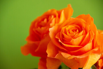 オレンジ色のバラ