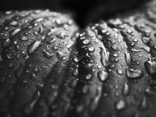 drops of water