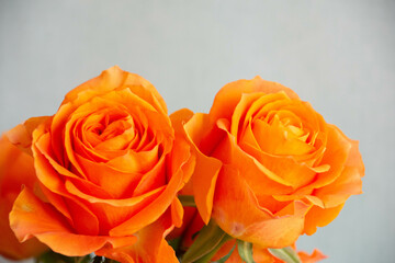 オレンジ色のバラ