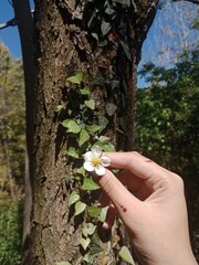 hand holding a tree