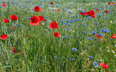 Kornblumen und Mohnblumen