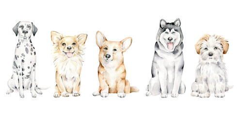 Hand drawn watercolor dogs isolated on white background.Dogs collection:Dalmatian, Toy Terrier, Maltipoo, Husky, Corgi