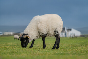 Schafe auf der Weide