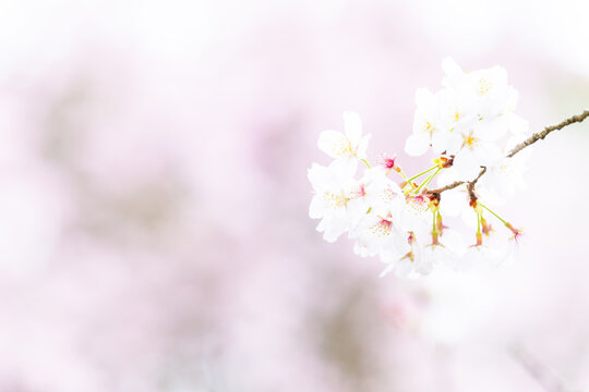 うららかな春の光芒に映える美しい桜の花クローズアップ風景
Close-up scenery of beautiful cherry blossoms shining in the bright spring light
日本(春)2023年
Japan (Spring) 2023
九州・熊本市
Kyushu/Kumamoto City
桜(立田自然公園)(熊本市中央区黒髪)