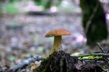 Single Boletus edulis or porcini mushroom growing in the forest. .