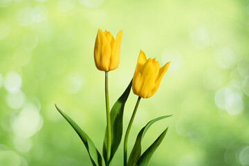 Two Yellow Tulips Flowers macro