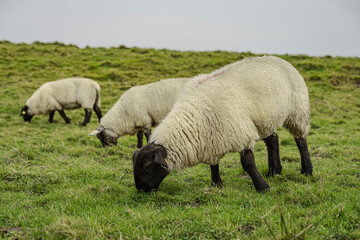 Schafe auf der Weide