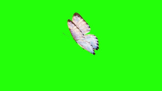 Realistic butterfly animation on green screen, seamless loop