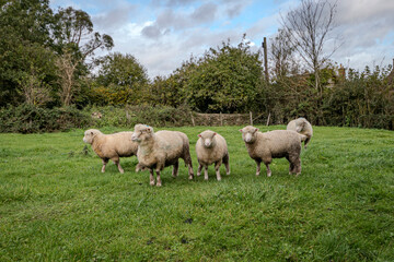 Obraz na płótnie Canvas Schafe auf der Weide