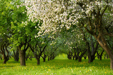 Old blooming apple orchard in Spring