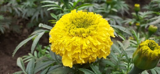 Yellow Mexican Marigold Flower Blooming on Green Leaves Background
