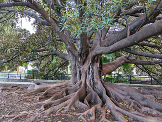 old tree, neat roots