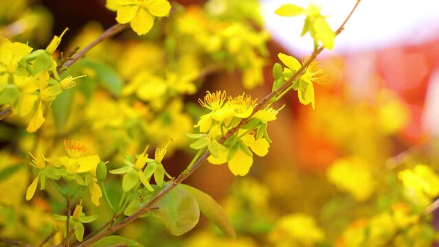 Ochna integerrima or Hoa Mai tree with lucky money. Traditional culture on Tet Holiday in Vietnam