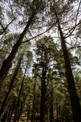 Scene of El Pinar forest in La Palma, Canary islands