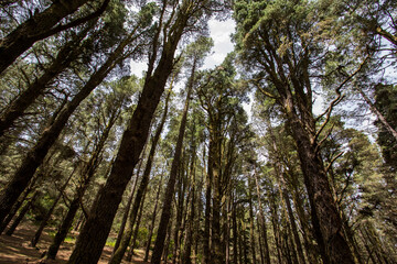 Scene of El Pinar forest in La Palma, Canary islands