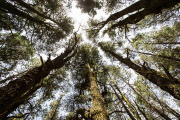 Scene of El Pinar forest in La Palma, Canary islands
