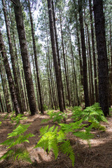Scene of the Birigoyo peak, La Palma Island, Canary Islands.