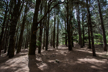 Scene of El Pinar forest in La Palma, Canary islands