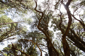 Fototapeta premium Scene of El Pinar forest in La Palma, Canary islands