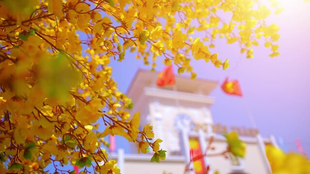 Ochna integerrima or Hoa Mai tree with lucky money. Traditional culture on Tet Holiday in Vietnam. Ben Thanh market in blurred background