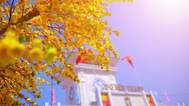 Ochna integerrima or Hoa Mai tree with lucky money. Traditional culture on Tet Holiday in Vietnam. Ben Thanh market in blurred background