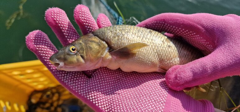 Gokcha barbel Sevan barbel (Barbus goktschaicus) is a species of ray-finned fish in the genus Barbus. It occurs in Lake Sevan and its tributaries. It is often referred to as Gokcha barbel in a literal