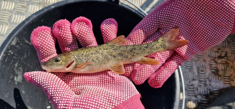 Gokcha barbel Sevan barbel (Barbus goktschaicus) is a species of ray-finned fish in the genus Barbus. It occurs in Lake Sevan and its tributaries. It is often referred to as Gokcha barbel in a literal