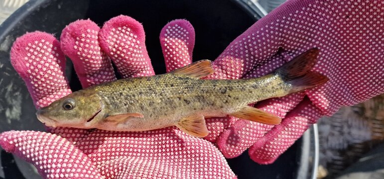 Gokcha barbel Sevan barbel (Barbus goktschaicus) is a species of ray-finned fish in the genus Barbus. It occurs in Lake Sevan and its tributaries. It is often referred to as Gokcha barbel in a literal