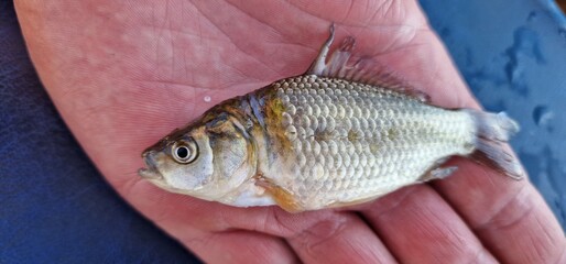 juvenile or small individual of the Prussian carp (Carassius gibelio), a species in the Cyprinidae...