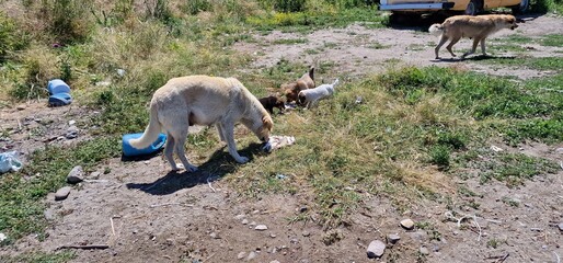 puppies of stray dogs in armenia